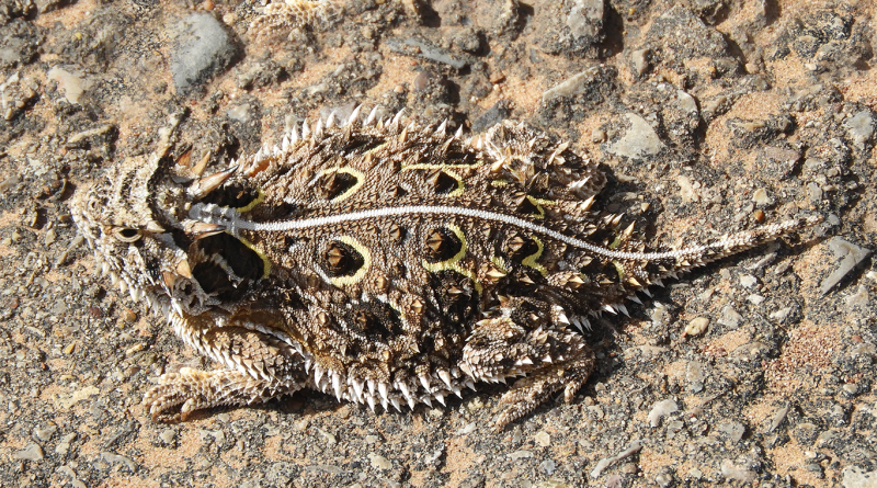 Texas horned lizard in its natural habitat to support oil and gas drilling article