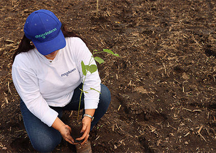 Planting a tree