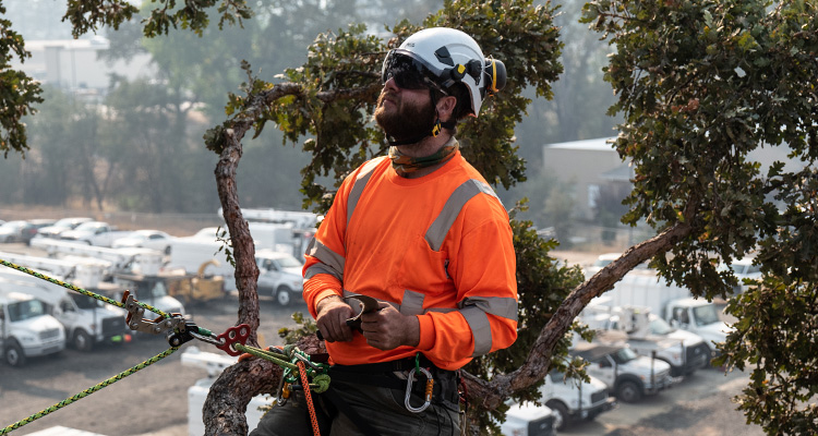 an arborist wearing a high-visibility orange shirt and a white safety helmet